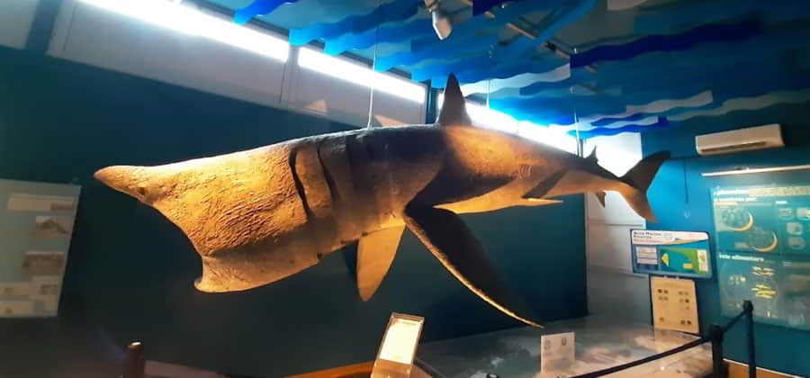 Museo di Biologia Marina “Pietro Parenzan”