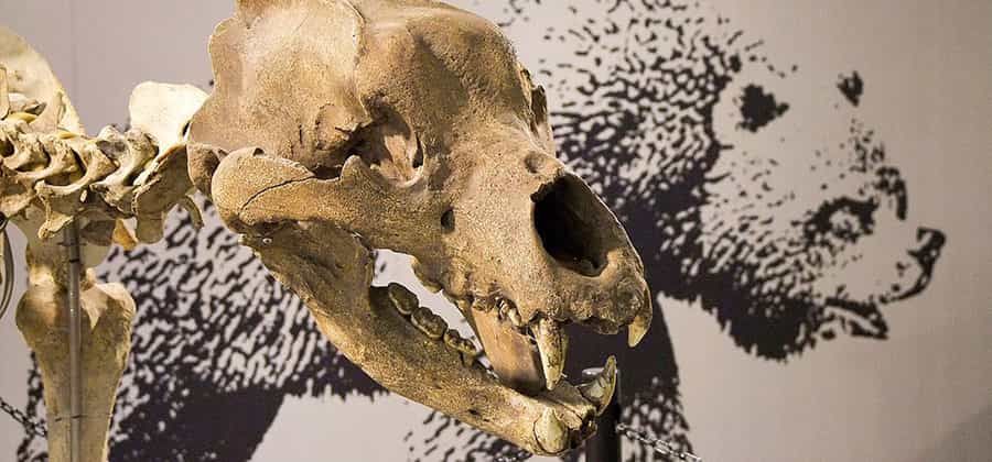 Museo di Archeologia e Paleontologia "Carlo Conti"