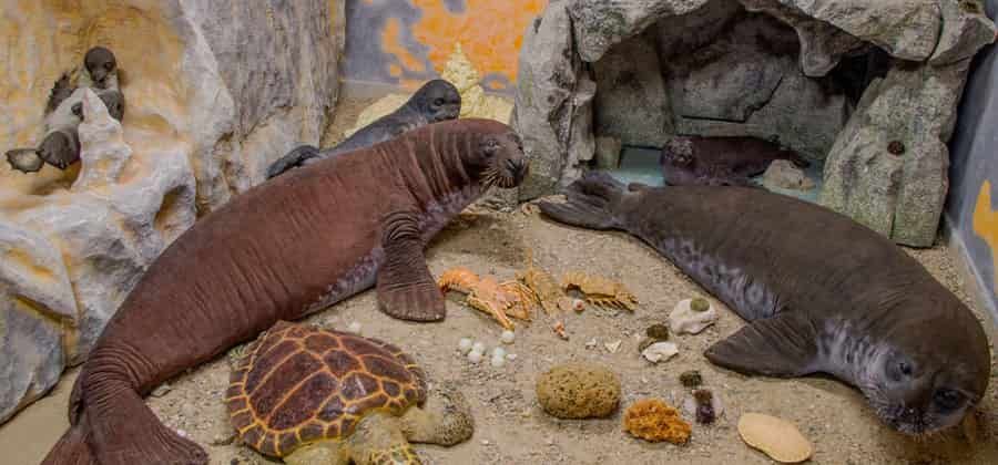 Museo della Foca Monaca