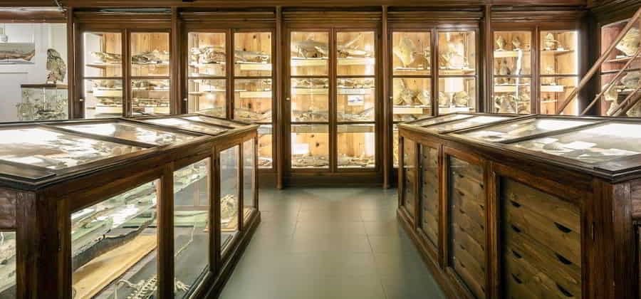 Museo di Zoologia “Pietro Doderlein”