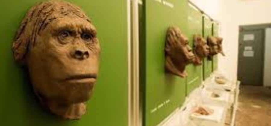 Mostra permanente Homo Sapiens e Habitat