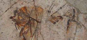 Museo Paleontologico Parmense