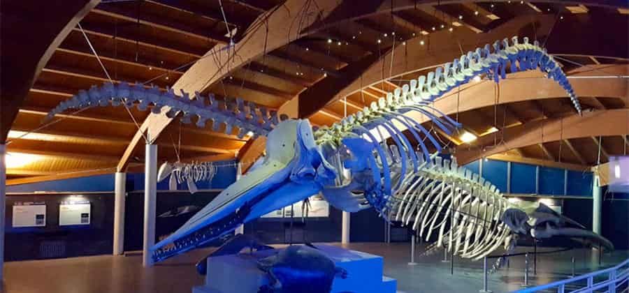 Museo di Storia Naturale del Mediterraneo