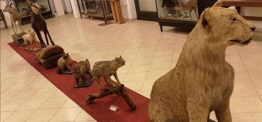 Museo Missionario Cinese