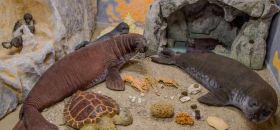 Museo della Foca Monaca