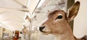 Museo di Storia Naturale don Bosco