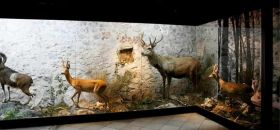 Museo Naturalistico "Il Nibbio"