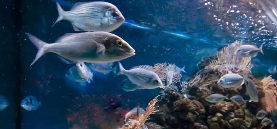Acquario Comunale di Grosseto