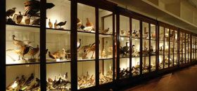 Galleria di Storia Naturale