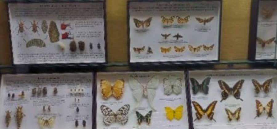 Collezione di Entomologia Agraria
