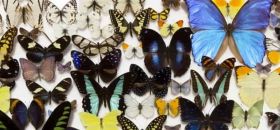 Museo di Zoologia di Roma