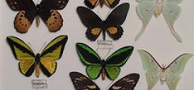 Collezione Zoologica Sassari