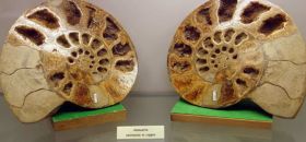 Museo dei Fossili e di Storia Naturale "Nello Bruni"