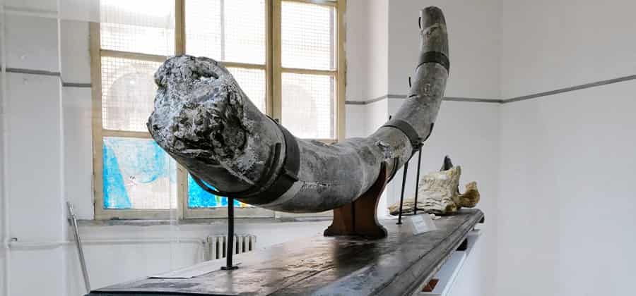 Museo Schola del Liceo "Pilo Albertelli"