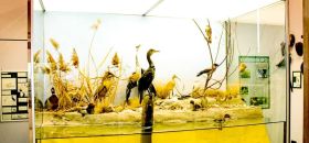 Civico Museo Naturalistico Ferruccio Lombardi