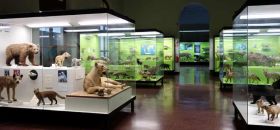 Museo di Storia Naturale "Giacomo Doria"