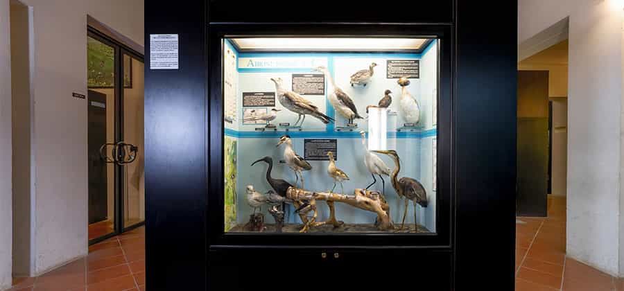 Museo Civico di Ecologia e Storia Naturale
