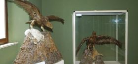 Museo dell’Avifauna dell’Appennino