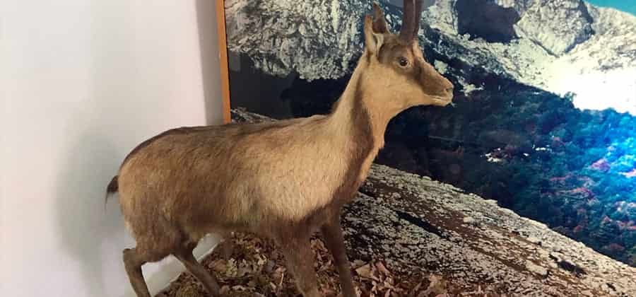 Museo del Camoscio di Opi