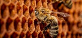 Mulino Museo dell’Ape