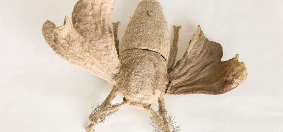 Raccolte Entomologiche Istituto di Entomologia Agraria