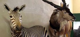 Museo Zoologico di Villa Baciocchi