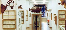 Collezioni Zoologiche dell’Università di Cagliari