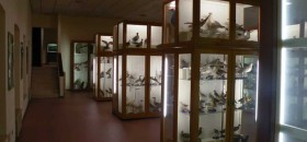 Museo di Storia Naturale Brandolini