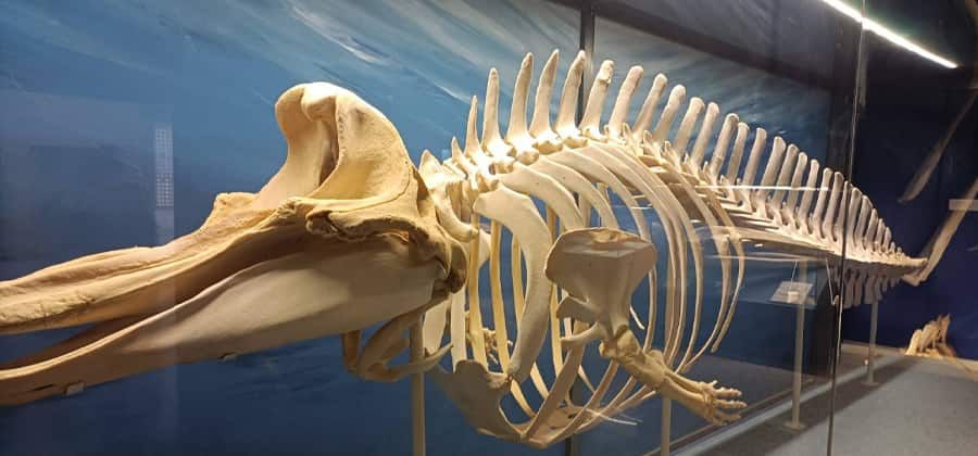 Museo Civico di Storia Naturale di Comiso