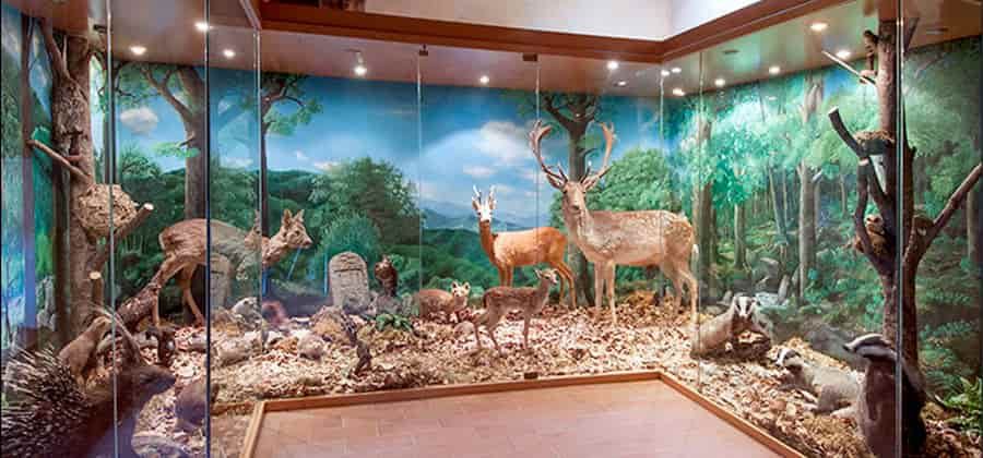 Museo Forestale "Carlo Siemoni"