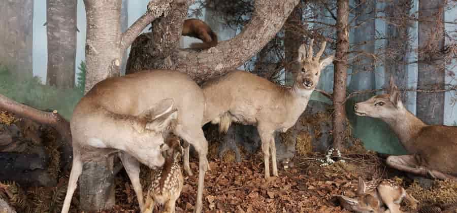 Museo di Storia Naturale di Morbegno