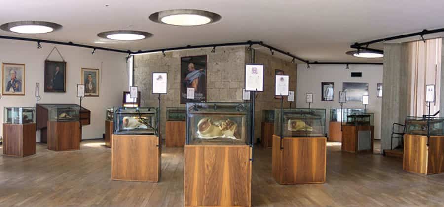 Museo delle Cere Anatomiche "Clemente Susini"