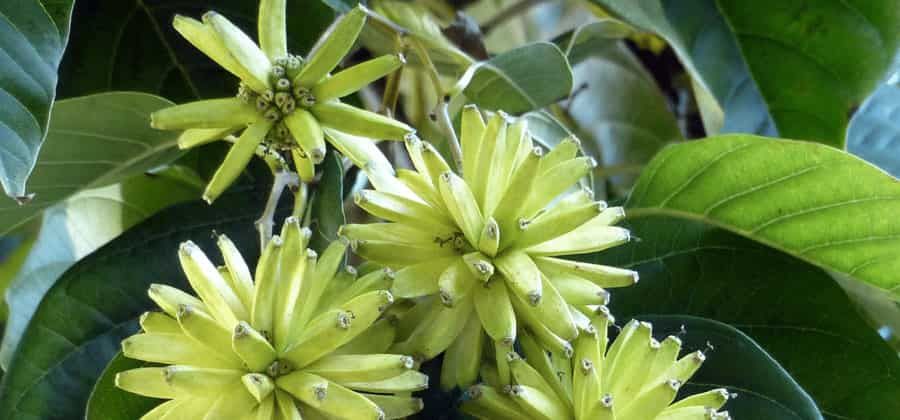 Orto Botanico "Giordano Emilio Ghirardi"