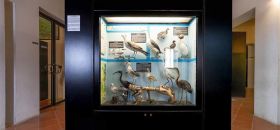 Museo Civico di Ecologia e Storia Naturale
