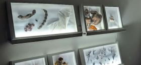 Janua - Museo delle Streghe