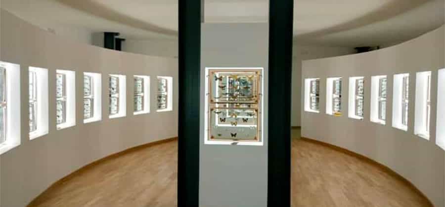 Collezione Entomologica Pascasio Parente