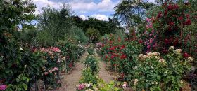 Roseto Botanico “Gianfranco e Carla Fineschi”