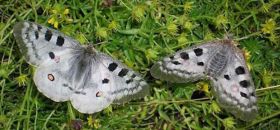 Museo Entomologico "Nel Regno delle Farfalle"