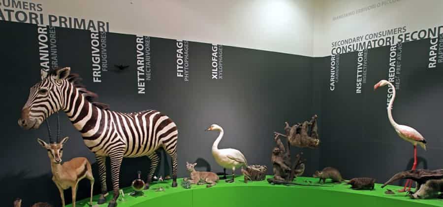 Museo di Storia Naturale di Trieste