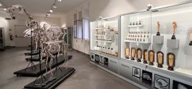 Museo di Anatomia Veterinaria di Napoli