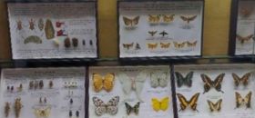 Collezione di Entomologia Agraria