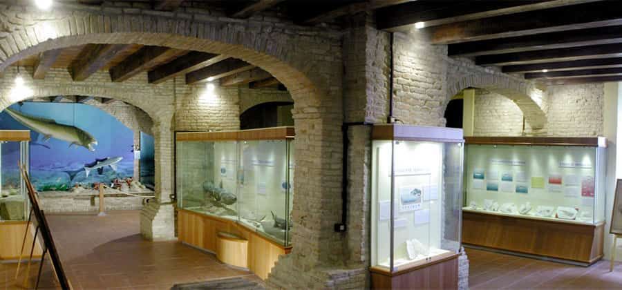 Museo Paleontologico Mondaino