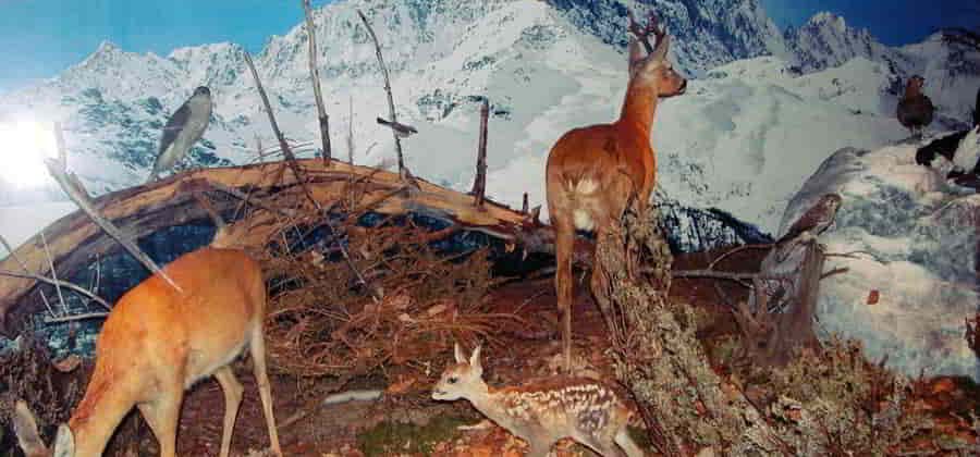 Museo Naturalistico del Fiume Po