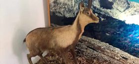 Museo del Camoscio di Opi