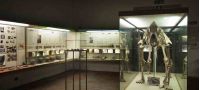 Museo Fiorentino di Preistoria "Paolo Graziosi"
