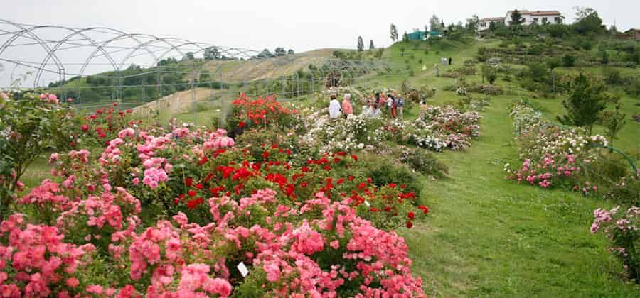 Museo Giardino della Rosa Antica