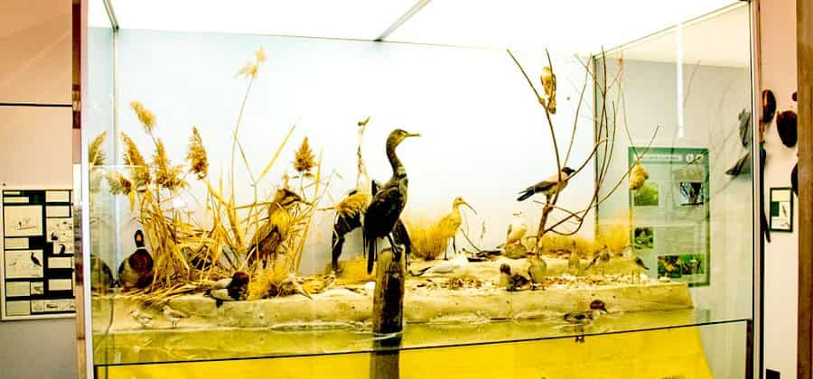 Civico Museo Naturalistico Ferruccio Lombardi