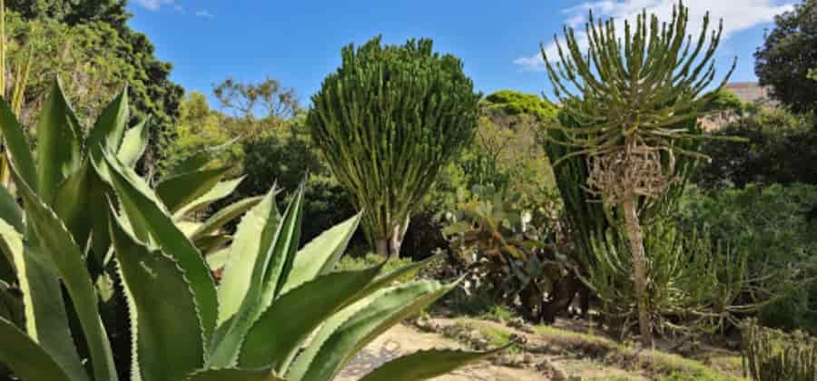 Orto Botanico di Cagliari