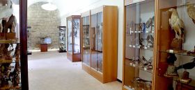 Museo Naturalistico "Francesco Minà Palumbo"