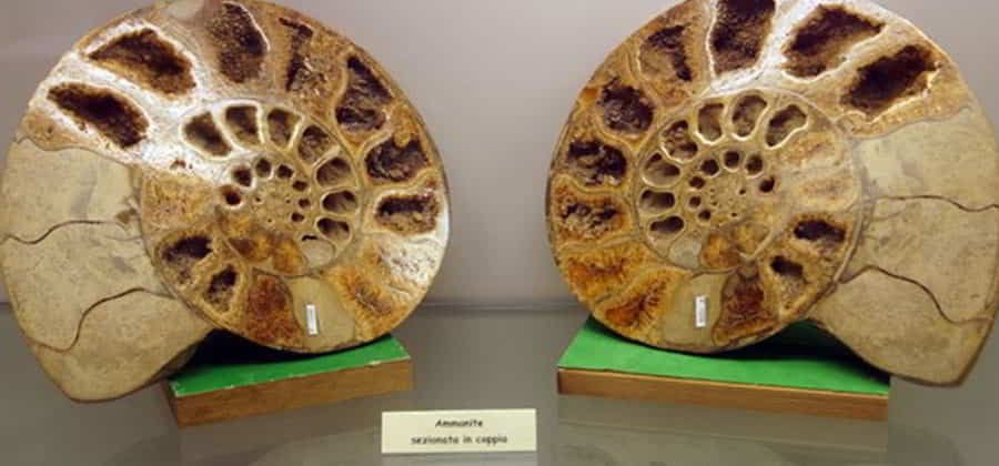 Museo dei Fossili e di Storia Naturale "Nello Bruni"